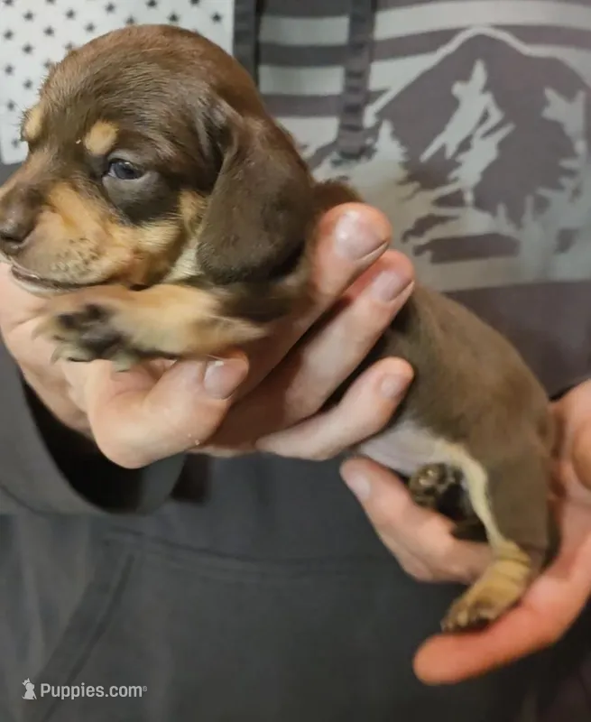 Pickles – Miniature Dachshund puppy for sale in Gillett, WI