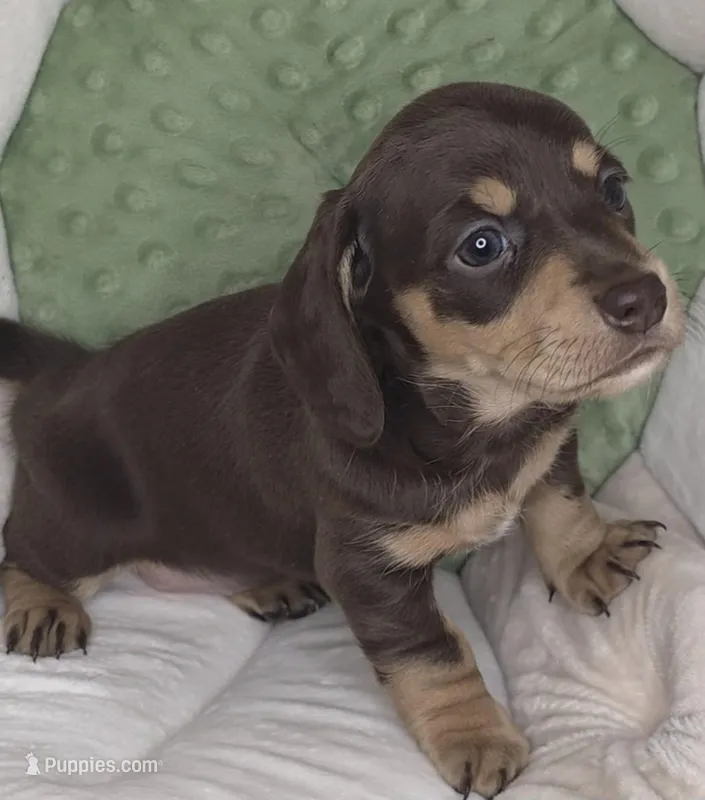 Pickles – Miniature Dachshund puppy for sale in Gillett, WI