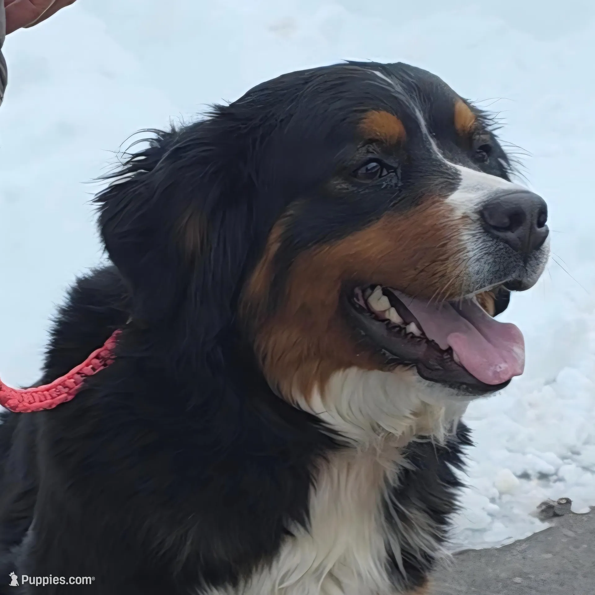 Grace, a female Bernese Mountain Dog for sale in Gillett, WI – Photo 1 of 1