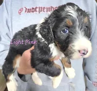 Oaklee, a female Bernedoodle for sale in Gillett, WI – Photo 2 of 2