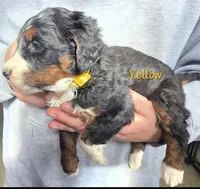 Karma, a female Bernedoodle for sale in Gillett, WI – Photo 2 of 2