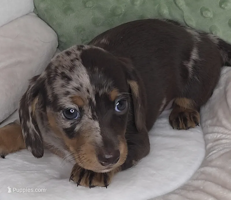 Oscar – Miniature Dachshund puppy for sale in Gillett, WI