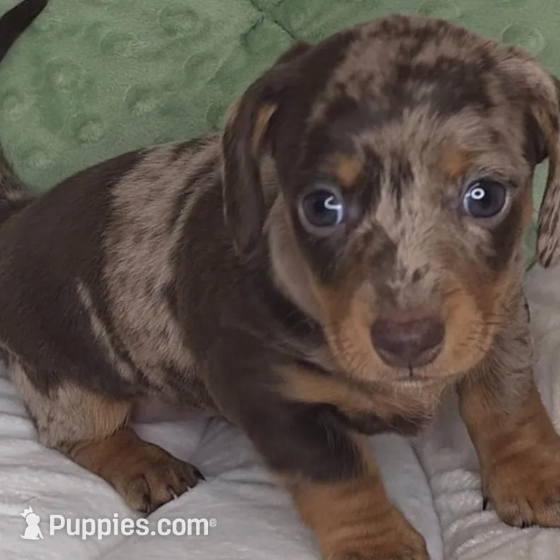 Rose – Miniature Dachshund puppy for sale in Gillett, WI