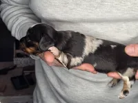 Patches, a female Miniature Dachshund for sale in Gillett, WI – Photo 4 of 4