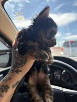 Belle , a female Yorkshire Terrier for sale in Yuma, AZ – Photo 2 of 3