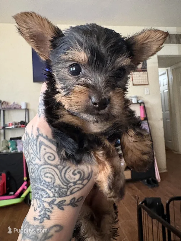Belle  – Yorkshire Terrier puppy for sale in Yuma, AZ