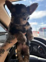 Belle , a female Yorkshire Terrier for sale in Yuma, AZ – Photo 3 of 3