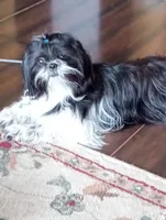 Rolo, a male Shih Tzu for sale in Orwell, OH – 6 of 7