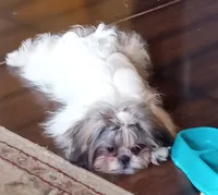 Rolo, a male Shih Tzu for sale in Orwell, OH – 5 of 7