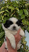 Rolo, a male Shih Tzu for sale in Orwell, OH – 2 of 7
