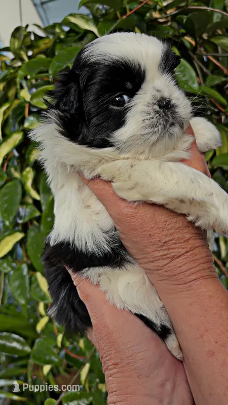 Rolo – Shih Tzu puppy for sale in Orwell, OH