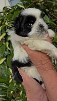Rolo, a male Shih Tzu for sale in Orwell, OH – 1 of 7
