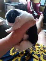 Rolo, a male Shih Tzu for sale in Orwell, OH – 7 of 7