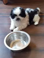 Rolo, a male Shih Tzu for sale in Orwell, OH – 3 of 7
