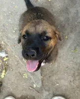 Petra, a female Belgian Malinois for sale in Santa Fe Springs, CA – 2 of 8
