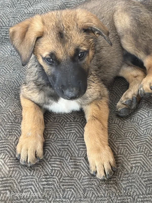 Petra – Belgian Malinois puppy for sale in Santa Fe Springs, CA