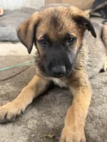 Petra, a female Belgian Malinois for sale in Santa Fe Springs, CA – 5 of 8