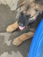 Petra, a female Belgian Malinois for sale in Santa Fe Springs, CA – 6 of 8