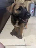 Petra, a female Belgian Malinois for sale in Santa Fe Springs, CA – 3 of 8