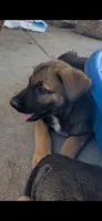 Petra, a female Belgian Malinois for sale in Santa Fe Springs, CA – 8 of 8