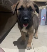 Petra, a female Belgian Malinois for sale in Santa Fe Springs, CA – 4 of 8