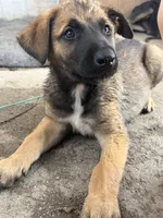 Petra, a female Belgian Malinois for sale in Santa Fe Springs, CA – 7 of 8