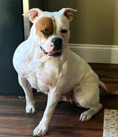 JETT, a female American Bulldog for sale in Mira Loma, CA – 8 of 10
