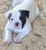 Spike, a male American Bulldog for sale in Mira Loma, CA – 7 of 10