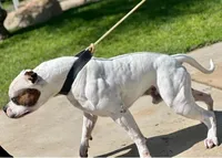 Spike, a male American Bulldog for sale in Mira Loma, CA – 2 of 10