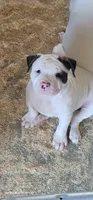 JETT, a female American Bulldog for sale in Mira Loma, CA – 2 of 10