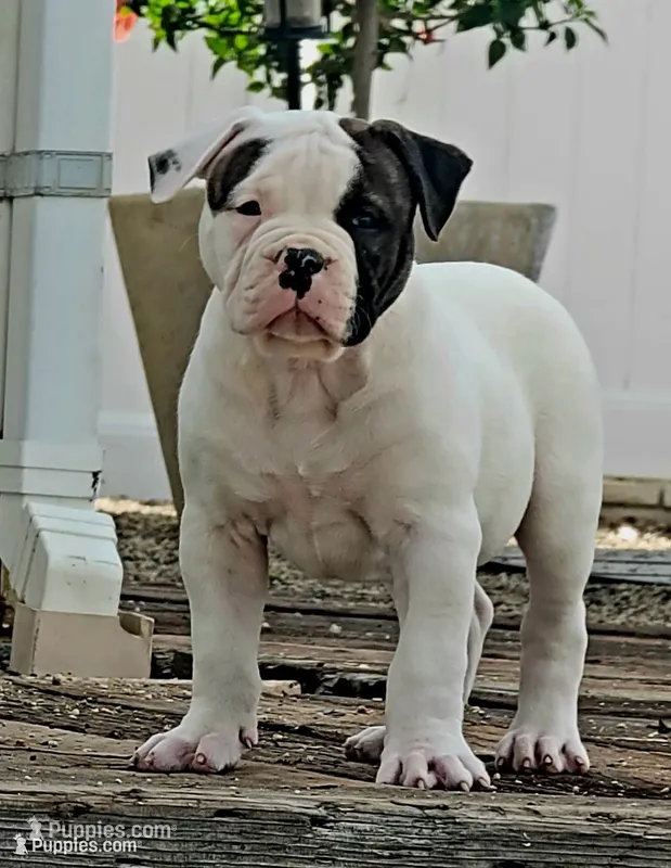 Spike – American Bulldog puppy for sale in Mira Loma, CA