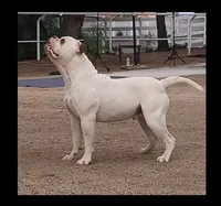 Spike, a male American Bulldog for sale in Mira Loma, CA – 8 of 10