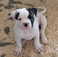 Spike, a male American Bulldog for sale in Mira Loma, CA – 1 of 10