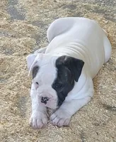 Spike, a male American Bulldog for sale in Mira Loma, CA – 6 of 10
