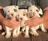 JETT, a female American Bulldog for sale in Mira Loma, CA – 3 of 10