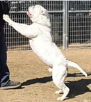 Spike, a male American Bulldog for sale in Mira Loma, CA – 4 of 10