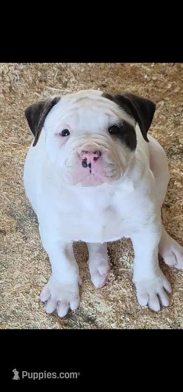 JETT – American Bulldog puppy for sale in Mira Loma, CA