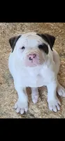 JETT, a female American Bulldog for sale in Mira Loma, CA – 1 of 10