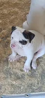 JETT, a female American Bulldog for sale in Mira Loma, CA – 5 of 10