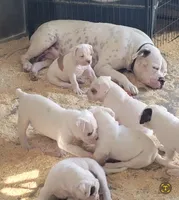 Spike, a male American Bulldog for sale in Mira Loma, CA – 9 of 10