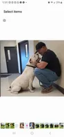 Spike, a male American Bulldog for sale in Mira Loma, CA – 10 of 10