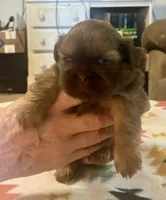Clint, a male Shih Tzu for sale in Duff, TN – 3 of 5