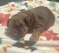 Sophie, a female Shih Tzu for sale in Duff, TN – 2 of 5