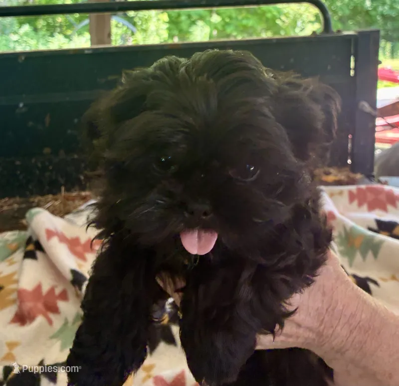 Willie – Shih Tzu puppy for sale in Duff, TN