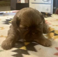 Clint, a male Shih Tzu for sale in Duff, TN – 2 of 5