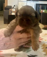 Clint, a male Shih Tzu for sale in Duff, TN – 4 of 5