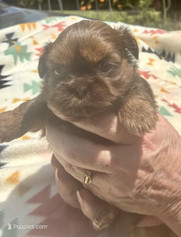 Sophie – Shih Tzu puppy for sale in Duff, TN