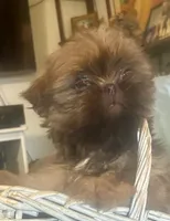 Clint, a male Shih Tzu for sale in Duff, TN – 2 of 5
