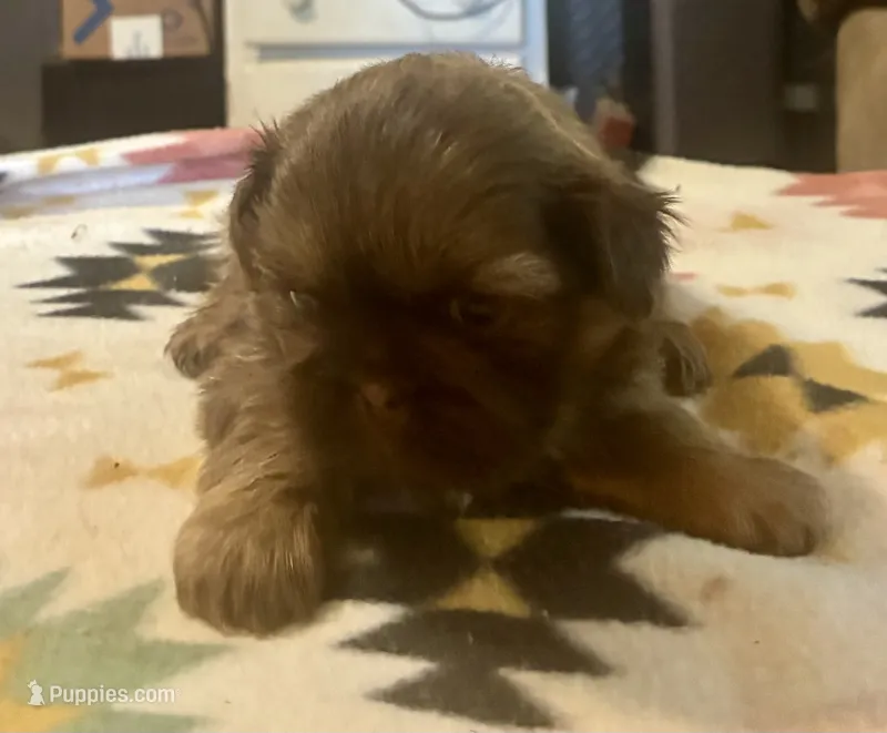Clint – Shih Tzu puppy for sale in Duff, TN