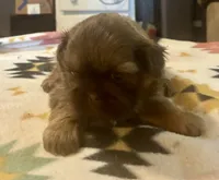 Clint, a male Shih Tzu for sale in Duff, TN – 1 of 5